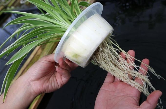 水培爛根處理 水培爛根處理