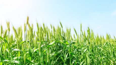 禾本科作物栽培