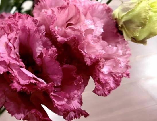 洋桔梗花語意思