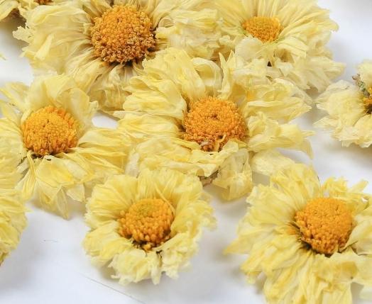 白菊花中藥功效