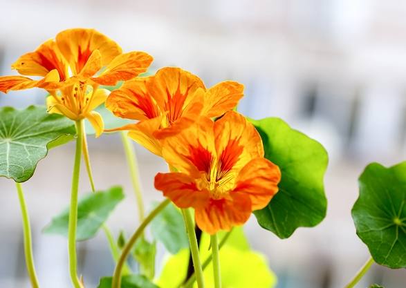 旱金蓮副作用 旱金蓮副作用