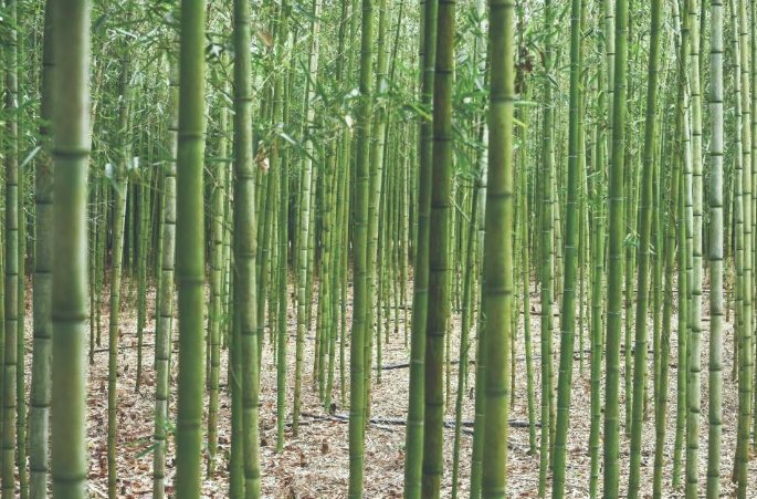 竹子樹風水 竹子樹風水