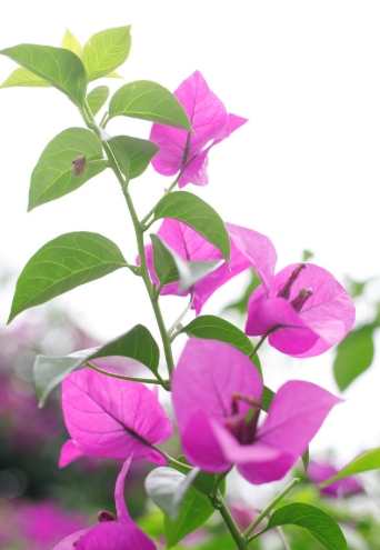 三瓣花種類 三瓣花種類