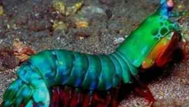 螳螂蝦飼養 螳螂蝦飼養