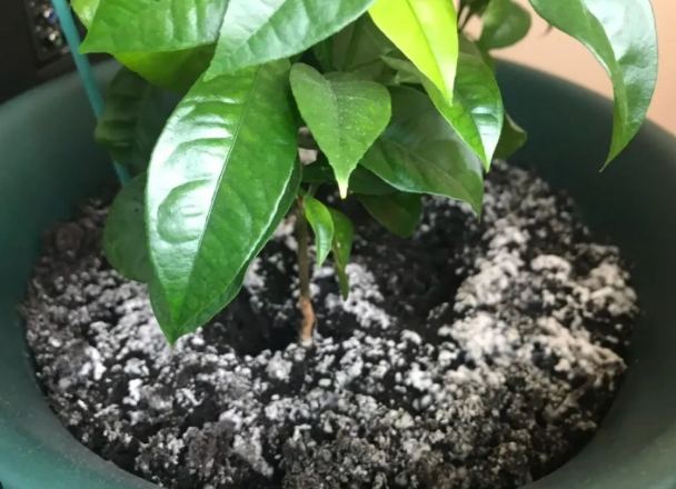 白色菌絲堆肥 白色菌絲堆肥