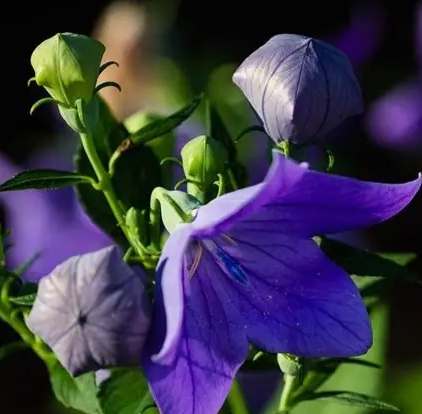 桔梗花種植方法 桔梗花種植方法