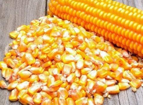 玉米種子選擇 玉米種子選擇