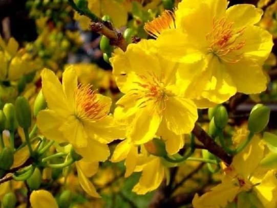 越南梅花品種 越南梅花品種