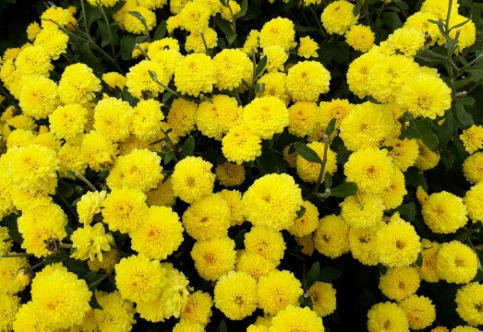 白菊功效 白菊功效