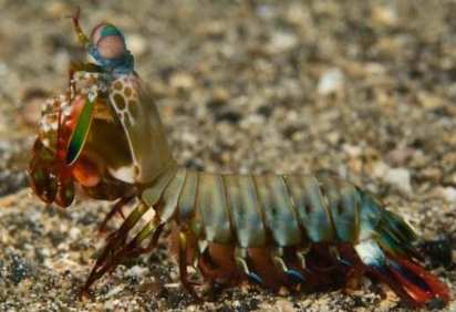 螳螂蝦生態 螳螂蝦生態