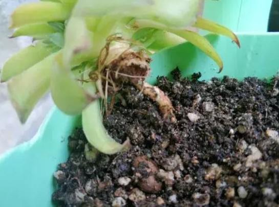 爛根處理技巧 爛根處理技巧