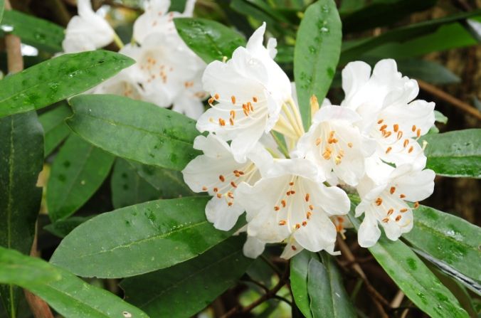 杜鵑花陰影管理