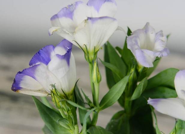 粉紅桔梗花象徵