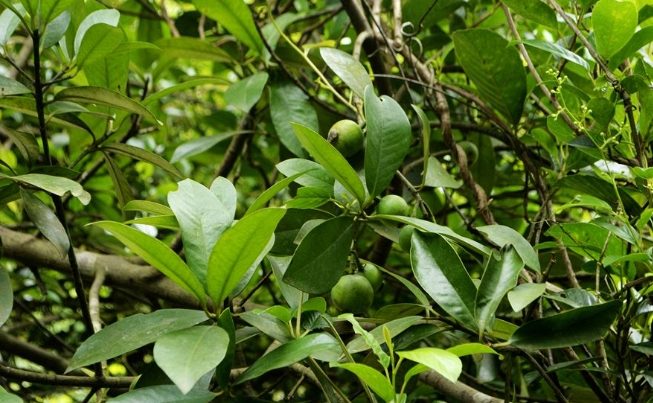 福木健康益處 福木健康益處
