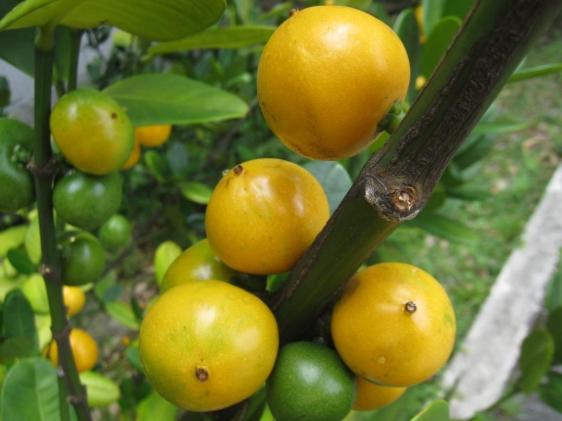 福木果實收成 福木果實收成