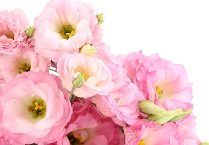 花束包裝教學 花束包裝教學