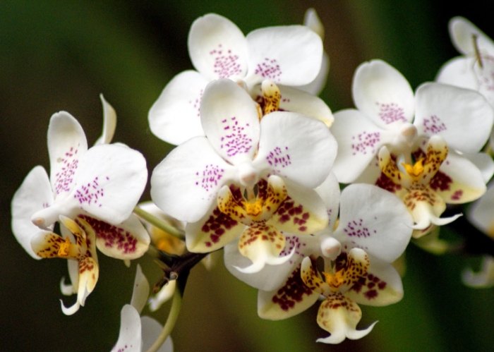 蝴蝶蘭繁殖 蝴蝶蘭繁殖