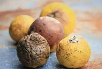 廚餘回收利用 廚餘回收利用