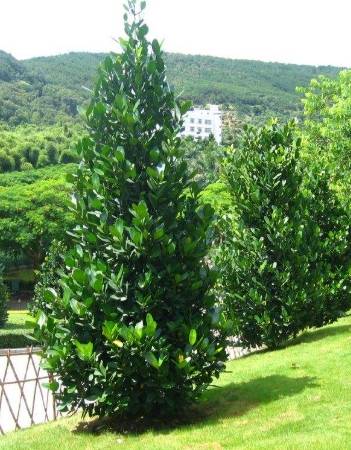 福木健康益處 福木健康益處