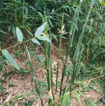 竹子繁殖 竹子繁殖