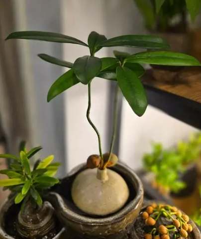 福木種子處理方法