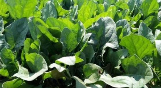 禾本科植物 禾本科植物