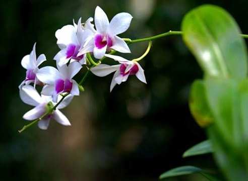 蘭花生根方法 蘭花生根方法