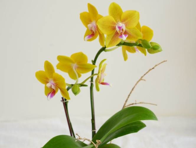 蘭花斷枝急救 蘭花斷枝急救