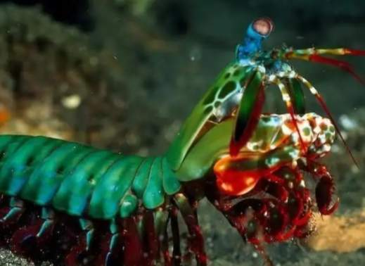 螳螂蝦視覺系統