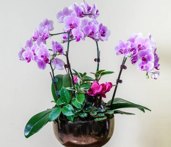 蘭花斷枝急救 蘭花斷枝急救