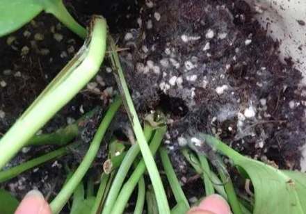 有機土發霉處理 有機土發霉處理