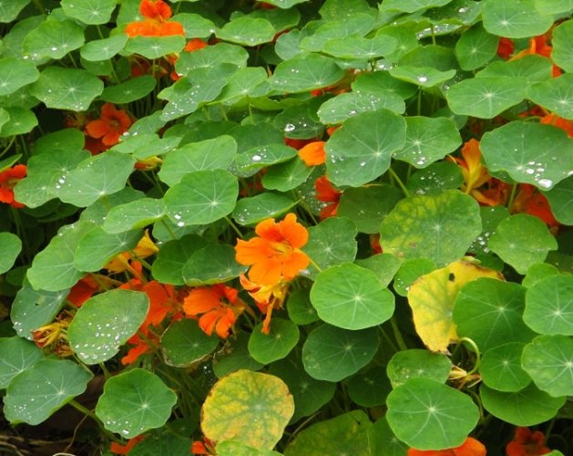 盆栽養護技巧 盆栽養護技巧