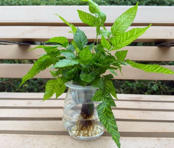 水種植物養護 水種植物養護