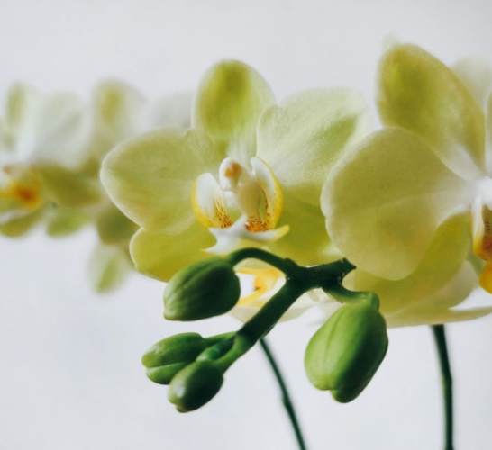 蘭花養護技巧 蘭花養護技巧