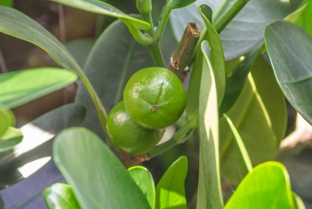 福木果實收成 福木果實收成