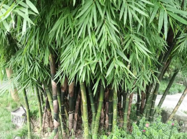 竹子種子 竹子種子