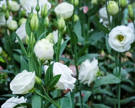 洋桔梗花語意思