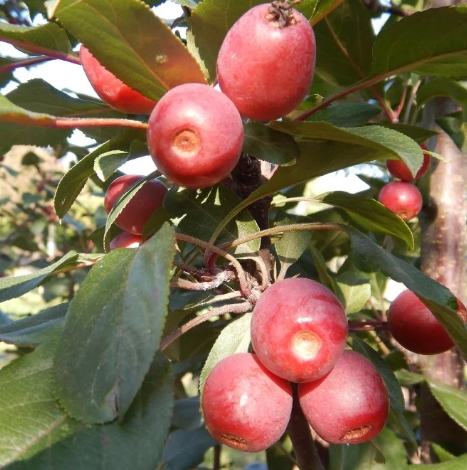 海棠樹種植技巧