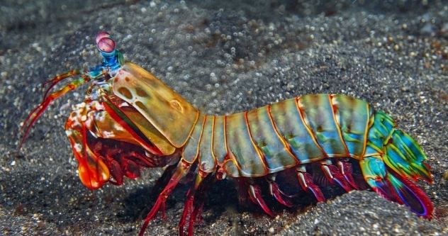 螳螂虾养殖技巧 螳螂虾养殖技巧