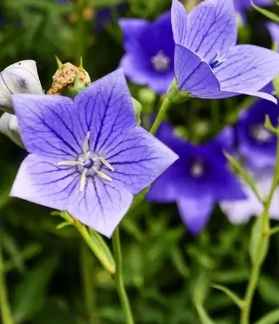 桔梗花語象徵 桔梗花語象徵