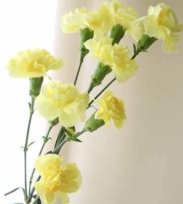 洋桔梗花語黄色 洋桔梗花語黄色