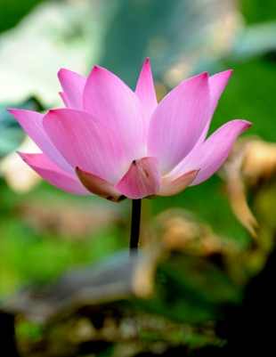 越南荷花種植 越南荷花種植