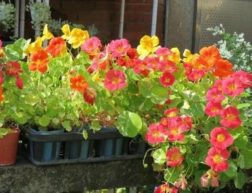 旱金蓮好處 旱金蓮好處