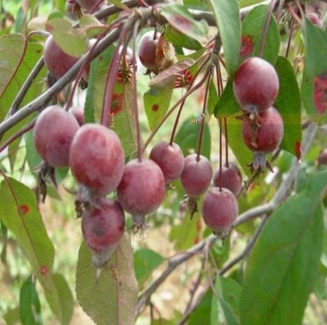 海棠樹種植技巧