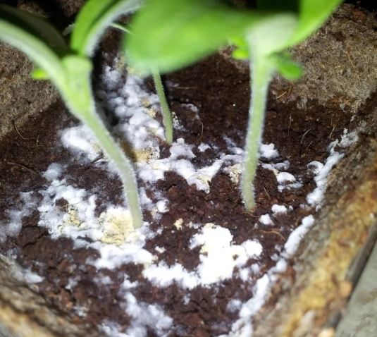 堆肥菌絲處理 堆肥菌絲處理