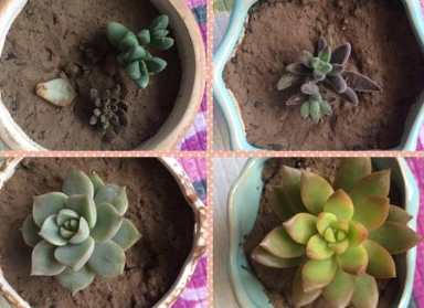 花盆清潔方法 花盆清潔方法