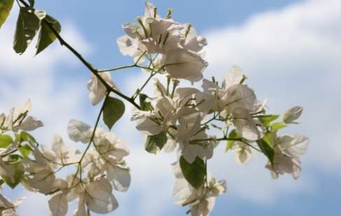 越南梅花品種 越南梅花品種