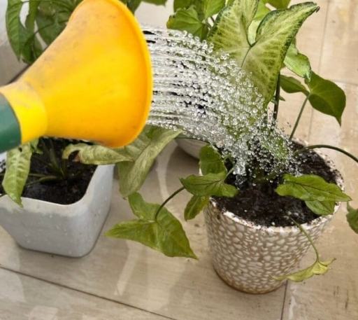 室內植物澆水頻率 室內植物澆水頻率