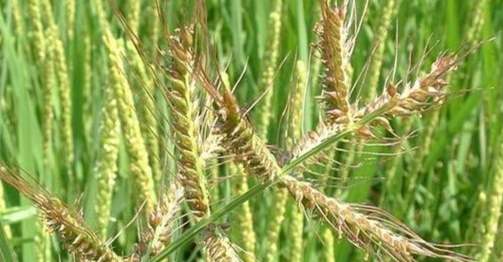 禾本科植物 禾本科植物