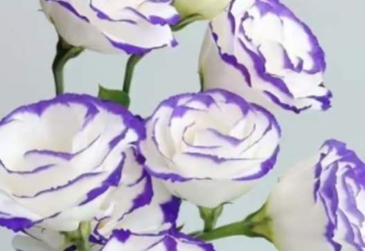 洋桔梗顏色代表